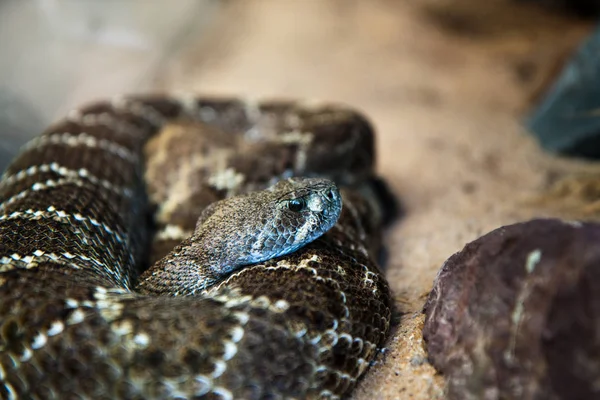 Vista Panorâmica Serpente Perigosa Majestosa — Fotografia de Stock