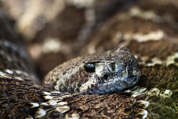 Vista Panorâmica Serpente Perigosa Majestosa — Fotografia de Stock