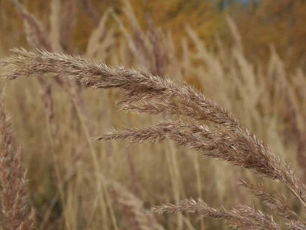 Droog Gras Herfst — Stockfoto