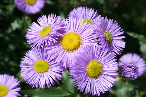Flowering Aster Margaret Type — Stock Photo, Image