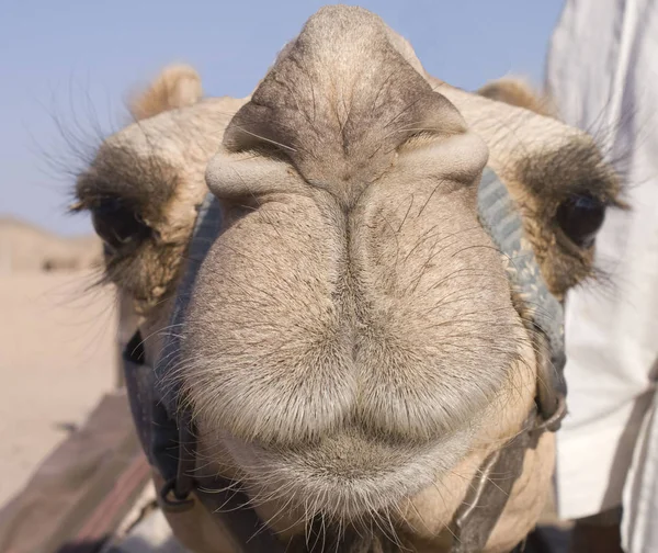 Arabiskt Kameldjur Däggdjur — Stockfoto