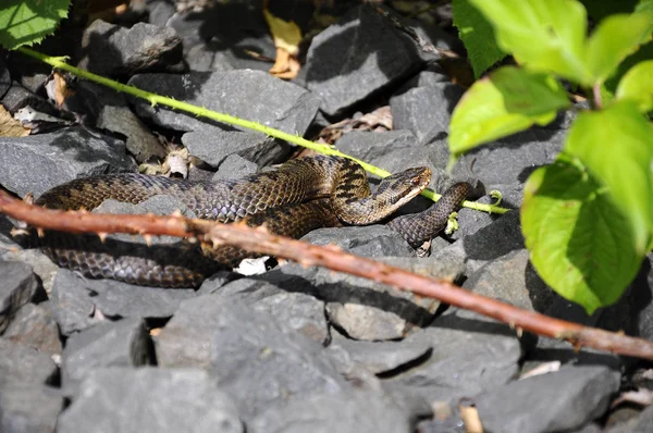 Veszélyes Kígyó Vipera Állat — Stock Fotó