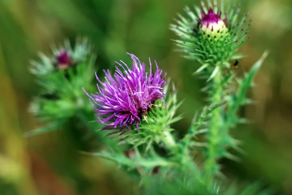 Bellissimi Fiori Sfondo Concetto Floreale — Foto Stock