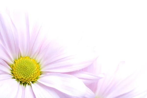 Дайсы Мидовые Цветы Чурчхелы — стоковое фото