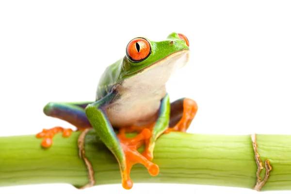 热带青蛙 两栖动物 — 图库照片
