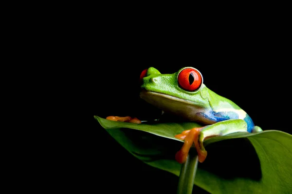 Sapo Uma Folha Preta Isolada — Fotografia de Stock