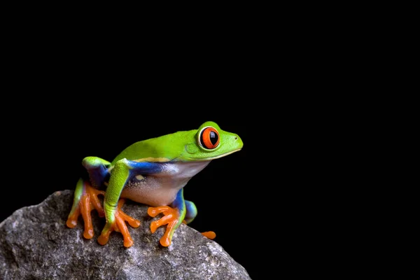 Frosch Amphibienteich — Stockfoto