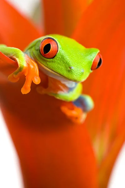 Helado Rana Planta — Foto de Stock