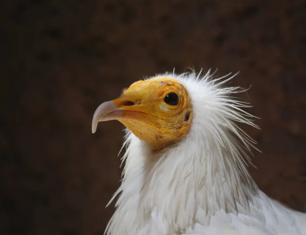 Různé Potraviny Selektivní Zaměření — Stock fotografie