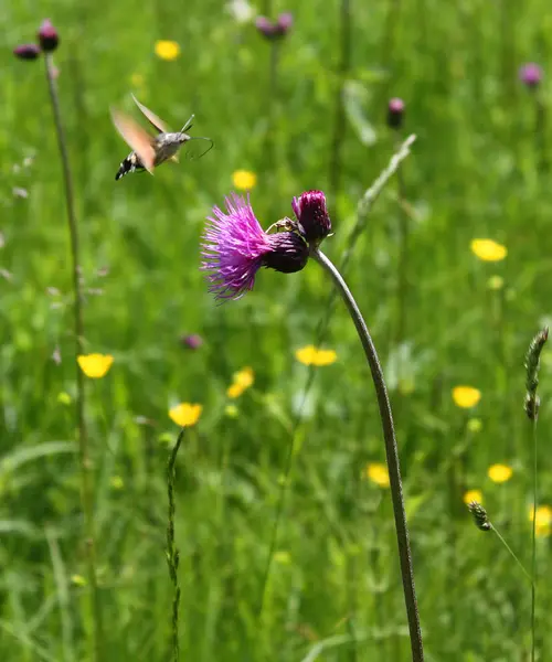 Vacker Botanisk Skott Naturliga Tapeter — Stockfoto