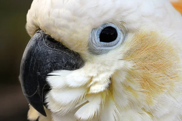 Scenic View Beautiful Parrot Bird — Stock Photo, Image