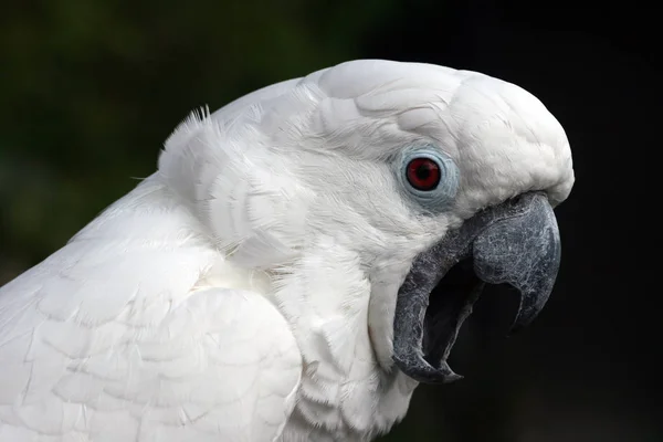 Vista Panorámica Hermoso Pájaro Loro — Foto de Stock