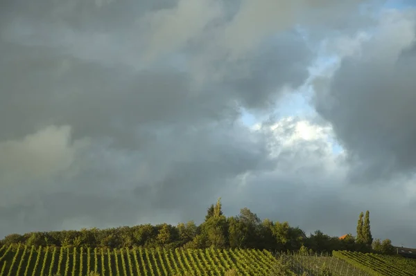 Темні Хмари Над Виноградником — стокове фото