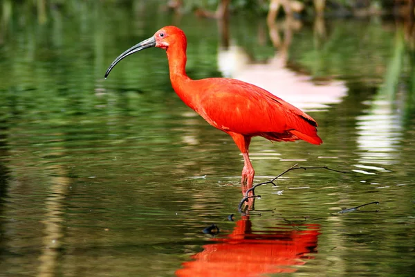 Scenic View Beautiful Bird Nature — Stock Photo, Image