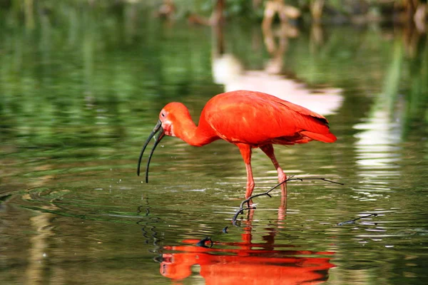 Observation Des Oiseaux Oiseau Mignon Nature Sauvage — Photo