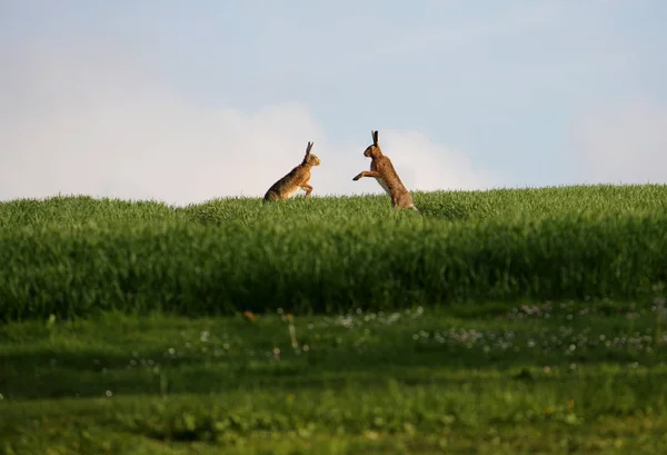 Carino Coniglietto Primo Piano Colpo — Foto Stock