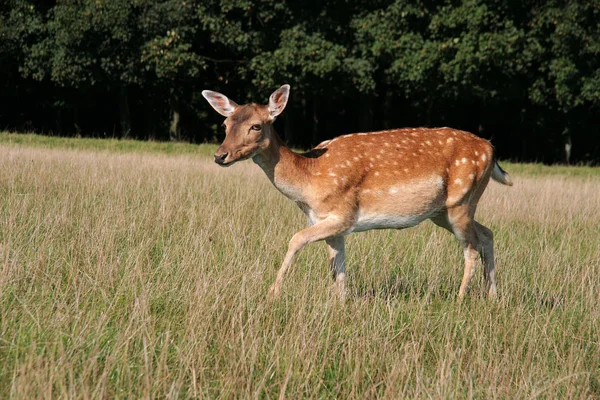 Nature Faune Jachère Cerf — Photo