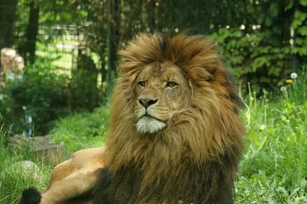 Leão Predador Animal Predador Felino — Fotografia de Stock