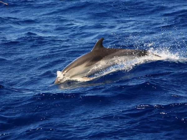 Delfin Kék Tengervízben — Stock Fotó