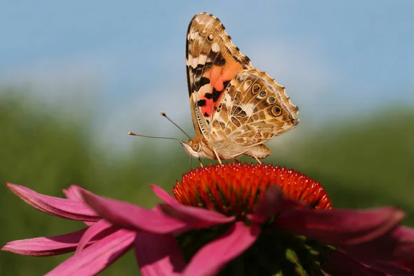 Primo Piano Bug Natura Selvaggia — Foto Stock