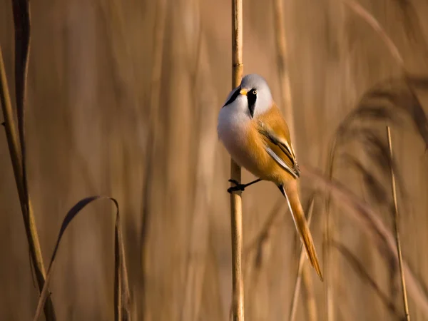 Vue Panoramique Bel Oiseau Nature — Photo