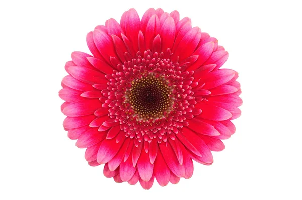 Gerbera Bloemblaadjes Flora — Stockfoto