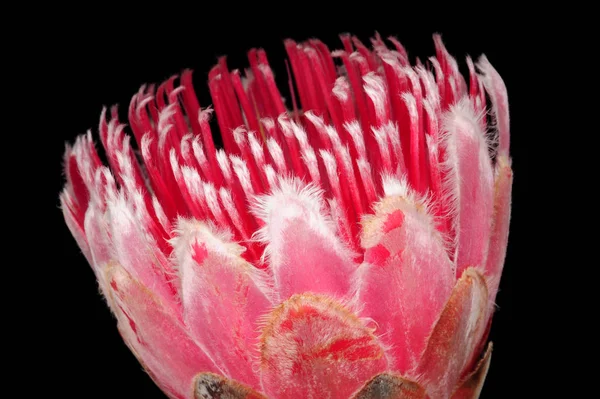 Blüte Blumen Blumigen Hintergrund — Stockfoto