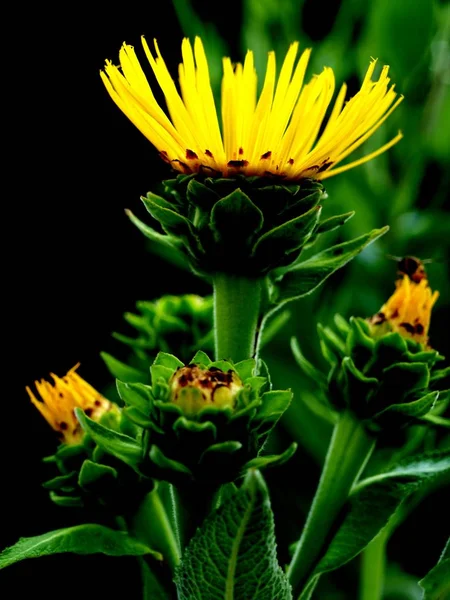 Schöne Blumen Blumiges Konzept Hintergrund — Stockfoto