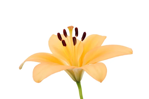 Closeup View Beautiful Lily Flower — Stock Photo, Image