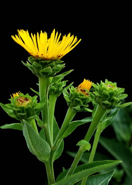 Vista Panorámica Hermosas Flores — Foto de Stock