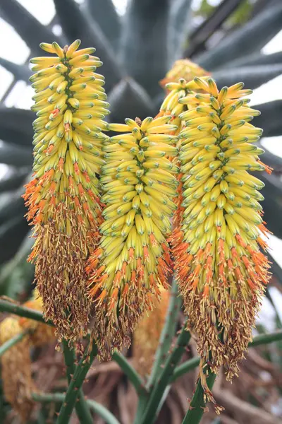 Rośliny Tropikalne Aloes Vera — Zdjęcie stockowe