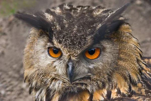 Portrait Eagle Owl — Stock Photo, Image