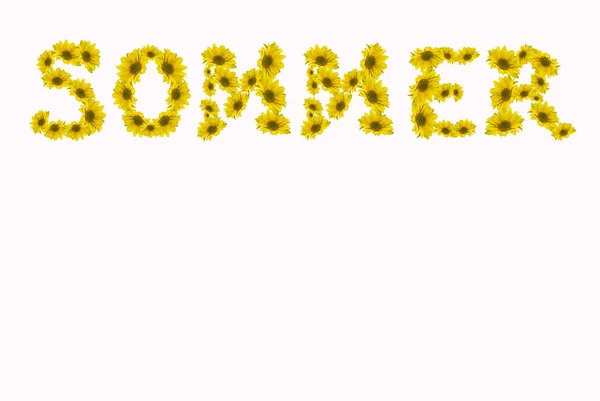 Цветы Мимозы Изолированы Белом Фоне — стоковое фото
