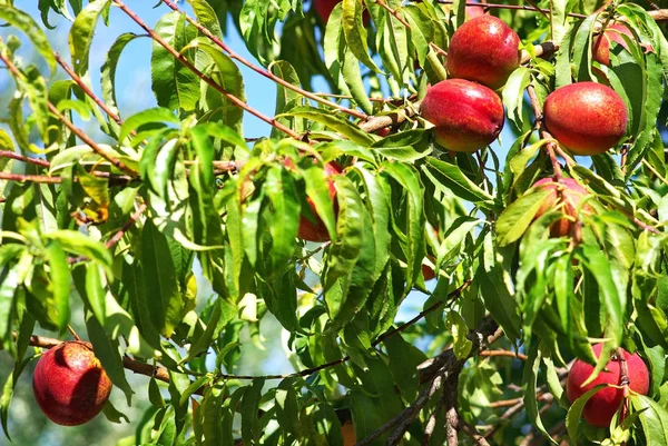 Peachs Tree — Stock Photo, Image