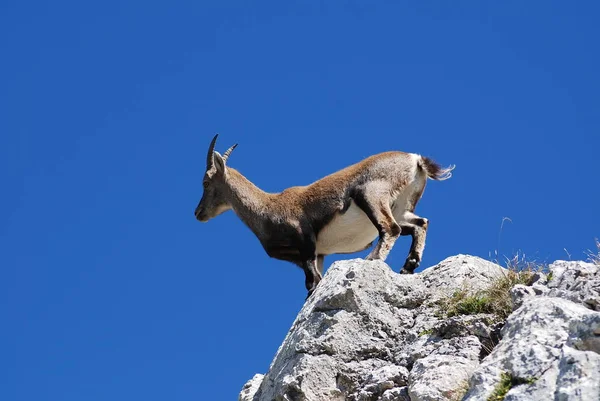 Ζώο Ibex Στη Φύση Πανίδα — Φωτογραφία Αρχείου