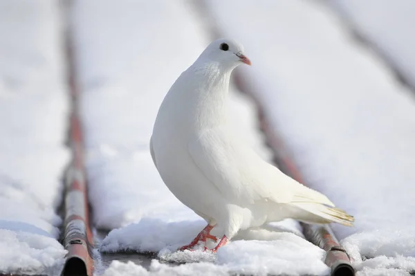 Bílá Holubice Zimě Sedí Střeše — Stock fotografie