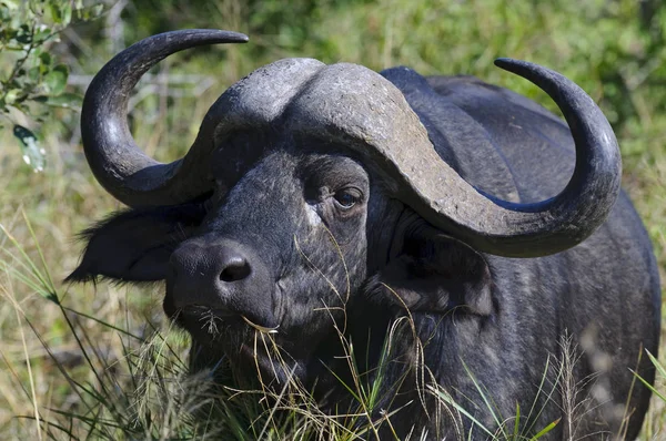 Güney Afrika Afrika Bufalosu — Stok fotoğraf