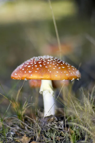 Crapaud Rouge Appartient Groupe Des Champignons Toxiques — Photo