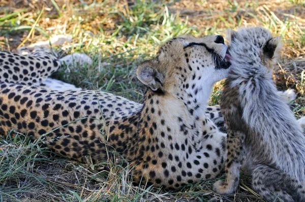 Geparden Südafrika — Stockfoto