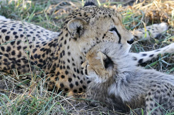 Гепарди Південній Африці — стокове фото