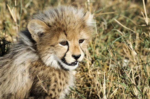 Junger Gepard Südafrika — Stockfoto