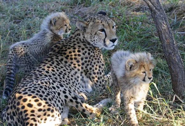 Cheetahs Jóvenes Sur África — Foto de Stock