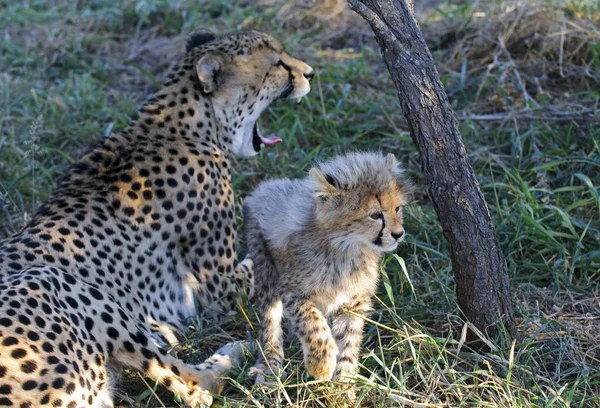 Cheetah África Sul — Fotografia de Stock