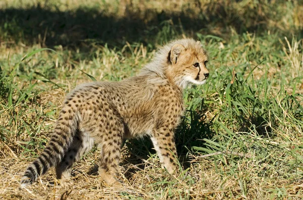 Jovem Cheetah África Sul — Fotografia de Stock