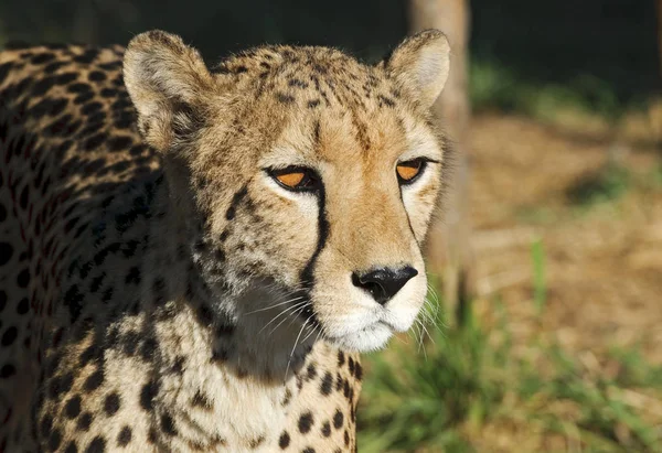 Cheetah África Sul — Fotografia de Stock