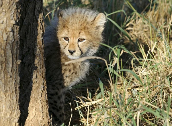 Güney Afrika Daki Genç Çita — Stok fotoğraf