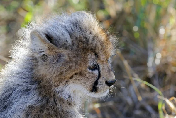 Ung Gepard Sydafrika — Stockfoto