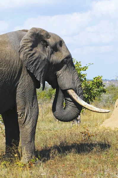 南アフリカのアフリカゾウ — ストック写真