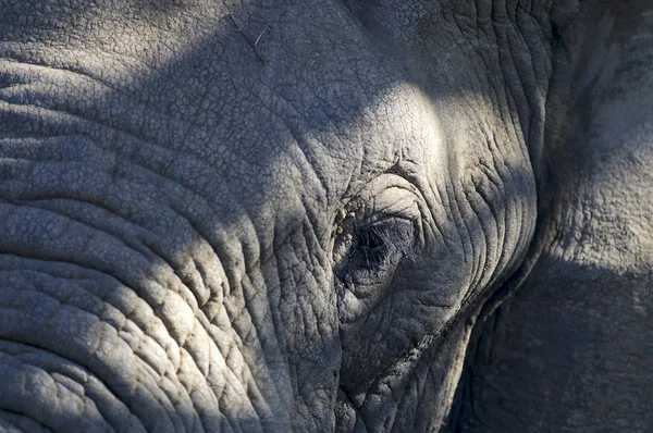 Elefante Africano África Sul — Fotografia de Stock