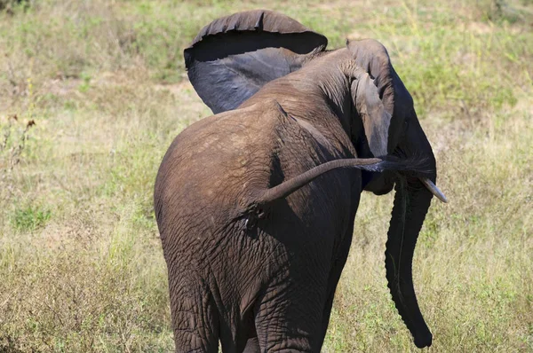 Африканський Слон Південній Африці — стокове фото
